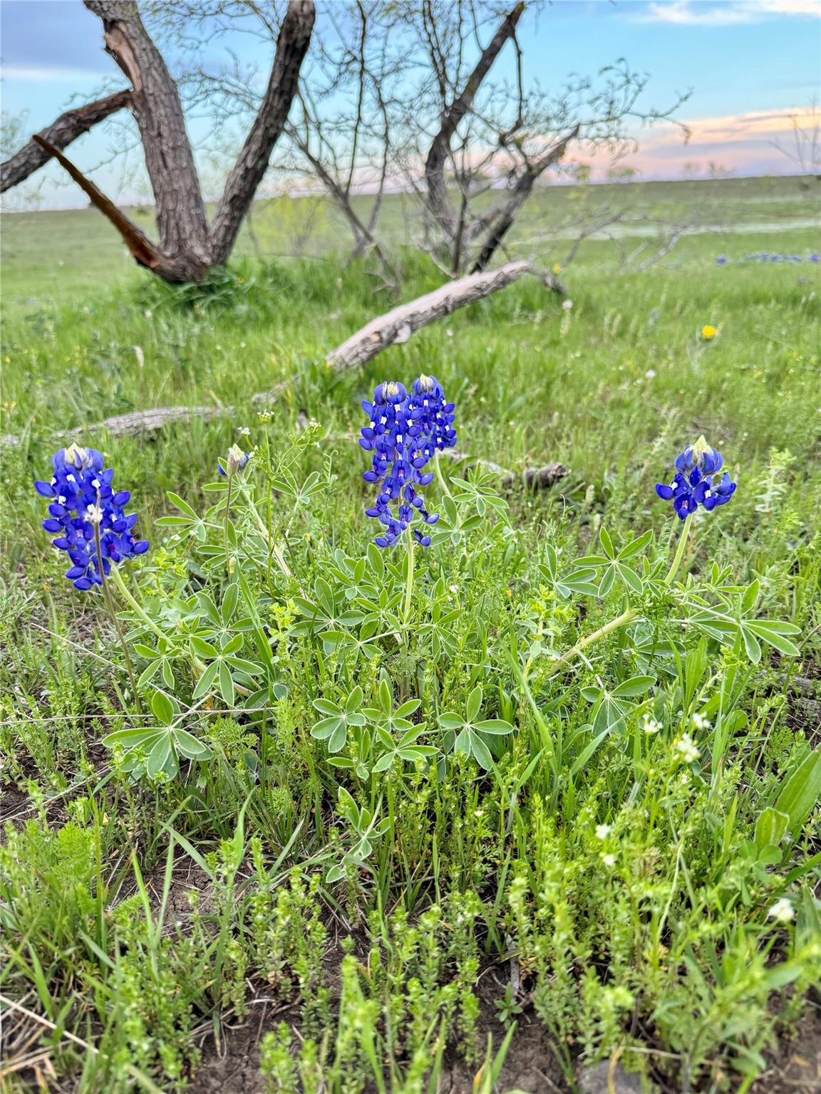 2332 County Road 2109, Lometa, TX 76853