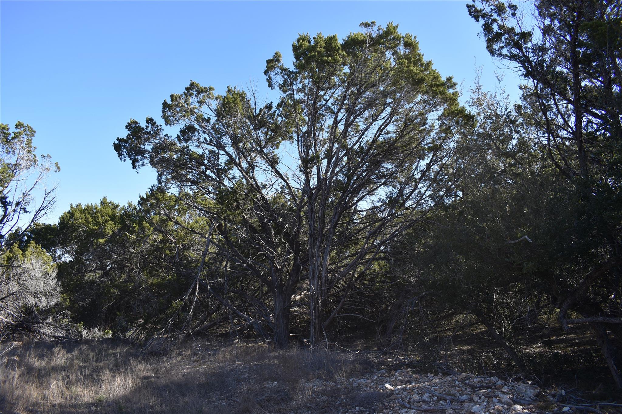 Lot 35 Riparian Elm Rd, Bertram, TX 78605