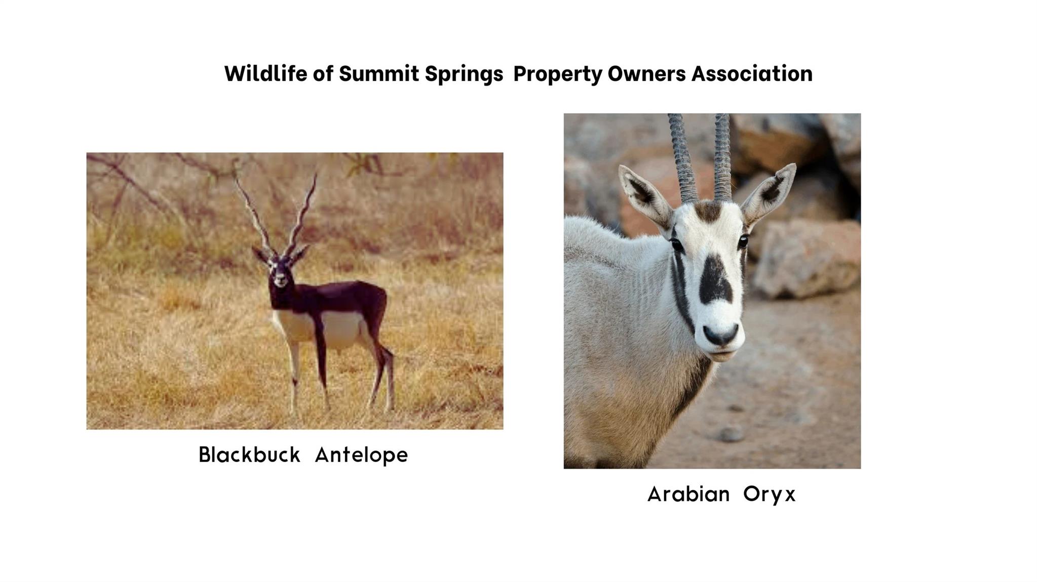 328 Cedar Mountain Dr, Marble Falls, TX 78654