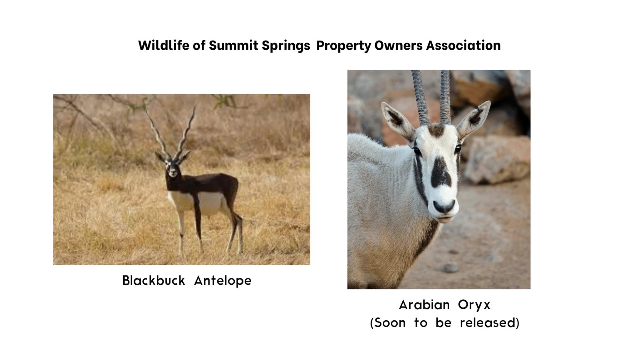 328 Cedar Mountain Dr, Marble Falls, TX 78654