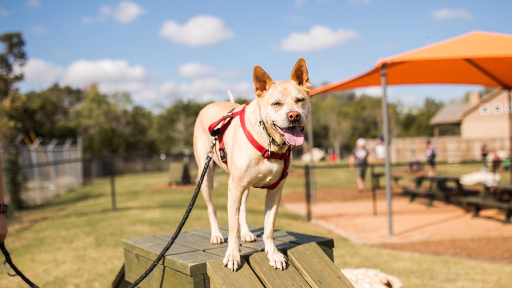 132 Datewood Dr, Liberty Hill, TX 78642