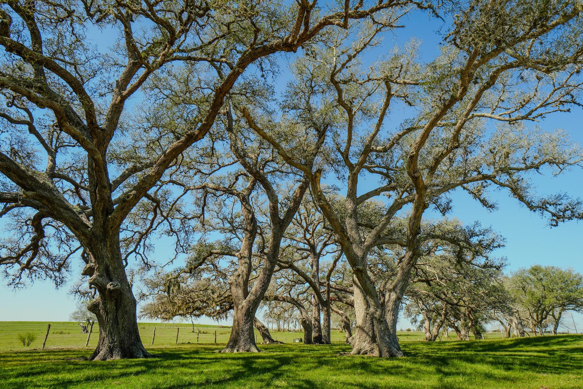 1797 County Road 261, Moulton, TX 77975