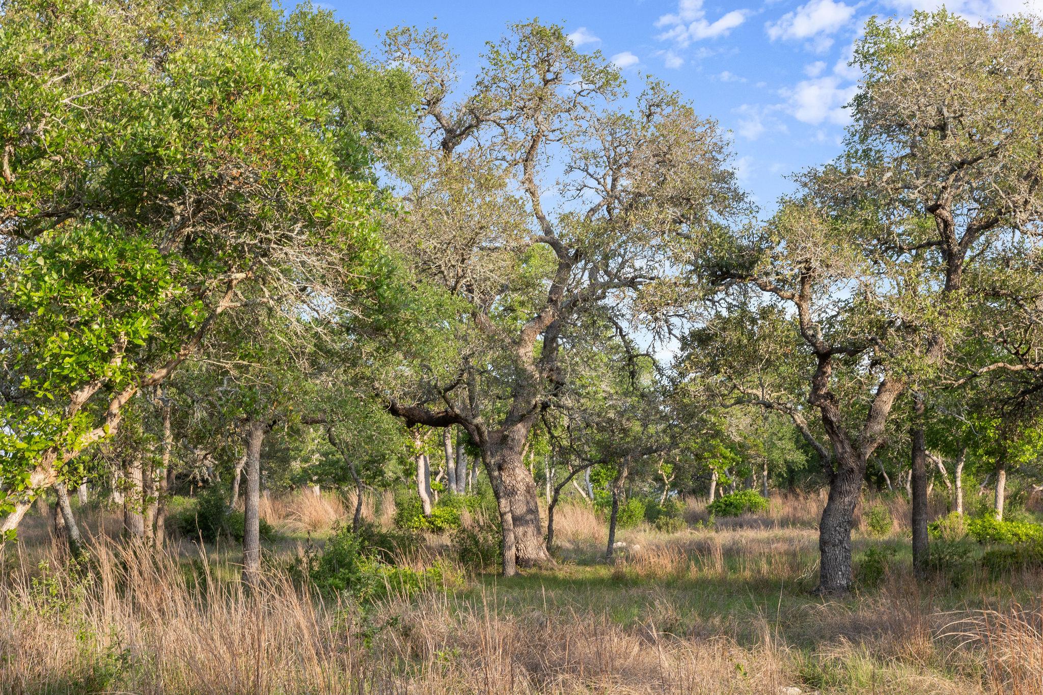 205 Mount Gainor Rd, Dripping Springs, TX 78620