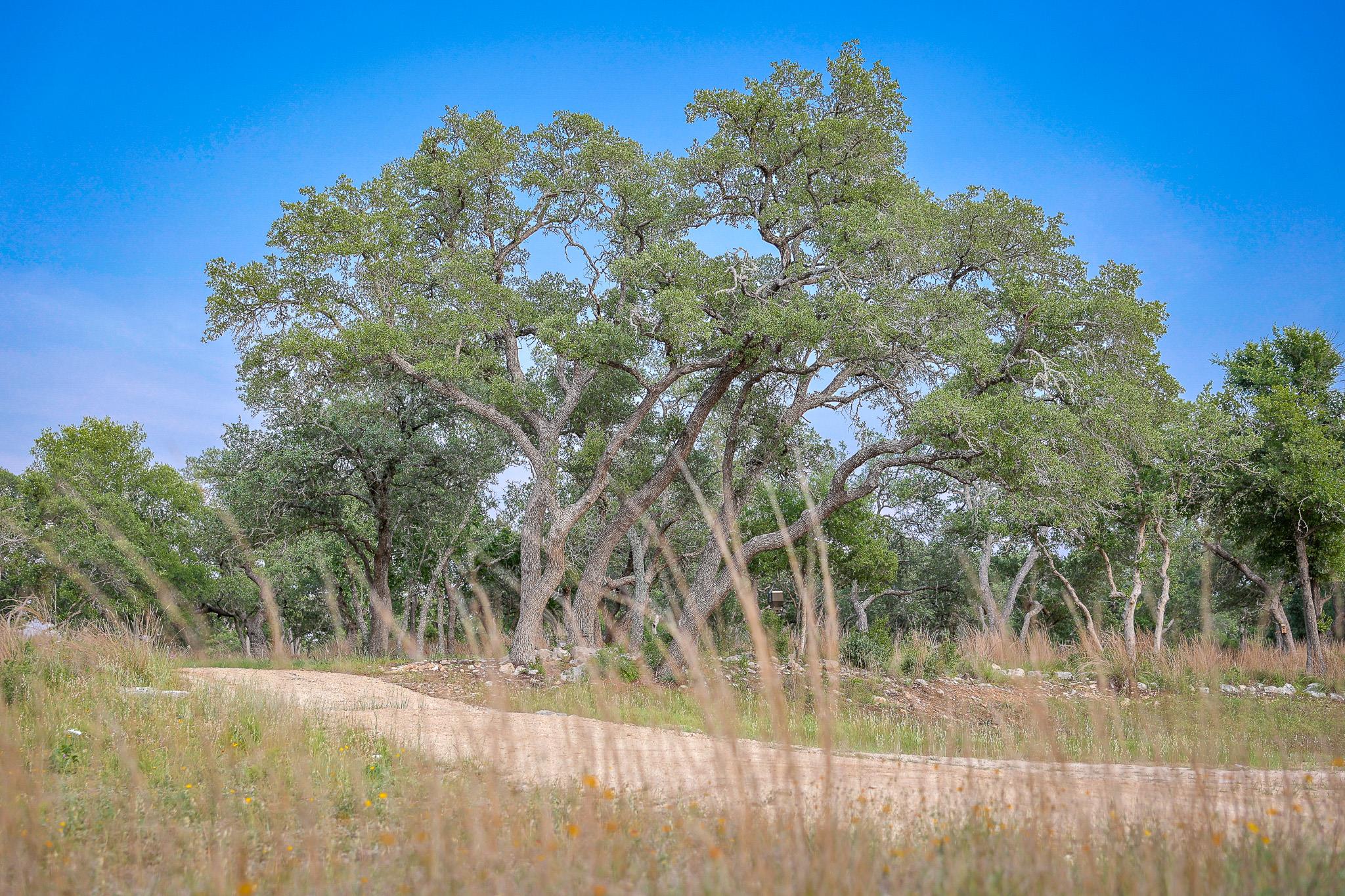 205 Mount Gainor Rd, Dripping Springs, TX 78620