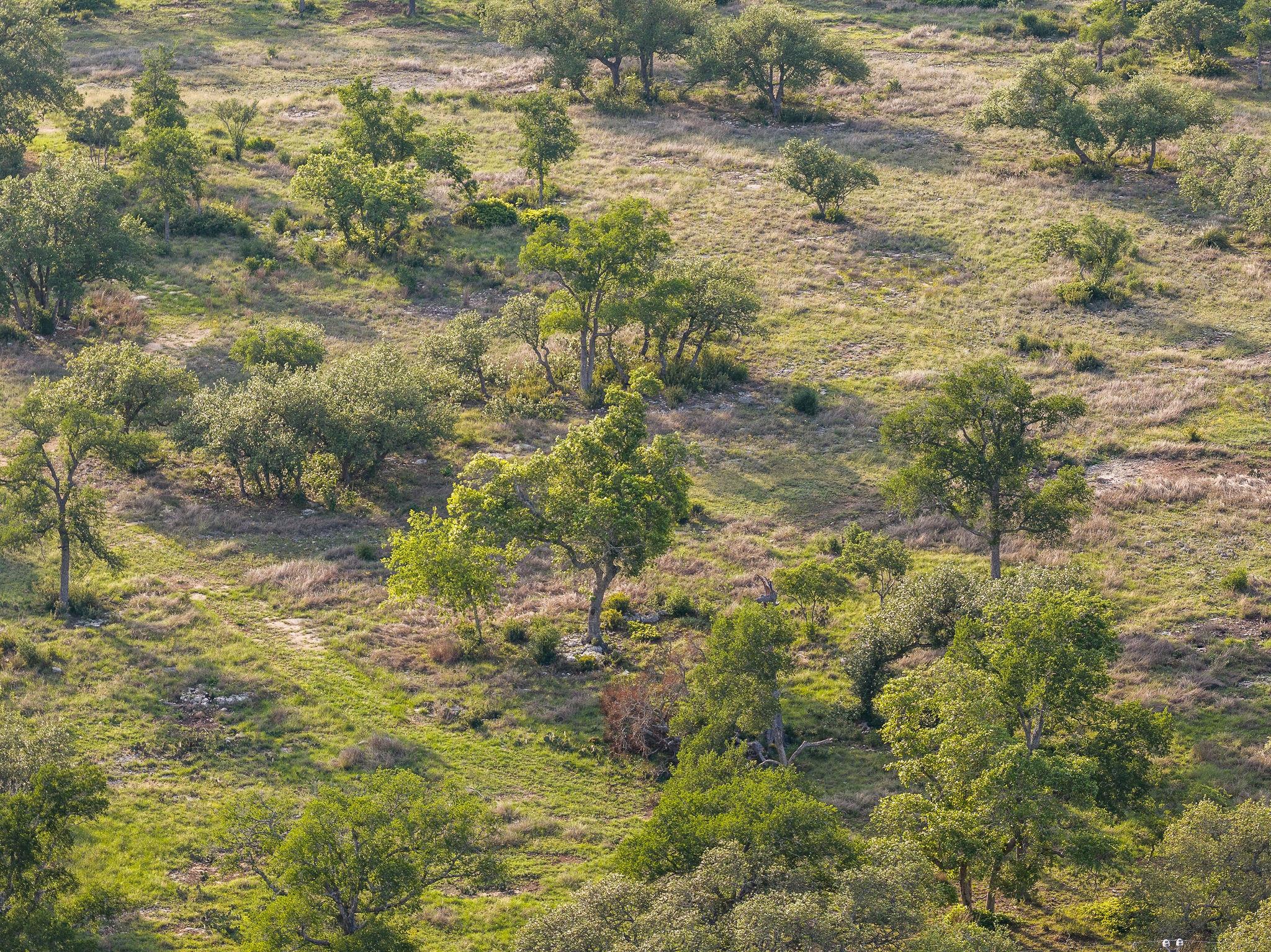 205 Mount Gainor Rd, Dripping Springs, TX 78620