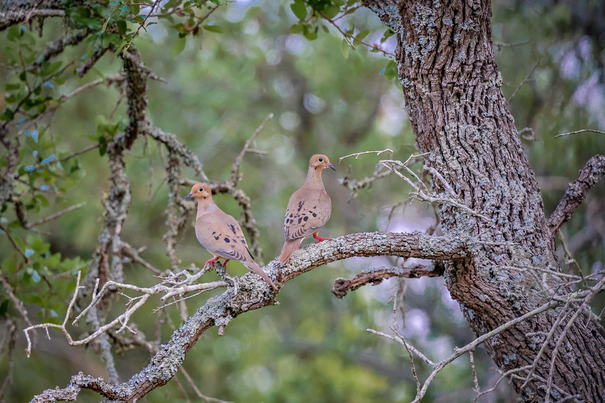 205 Mount Gainor Rd, Dripping Springs, TX 78620