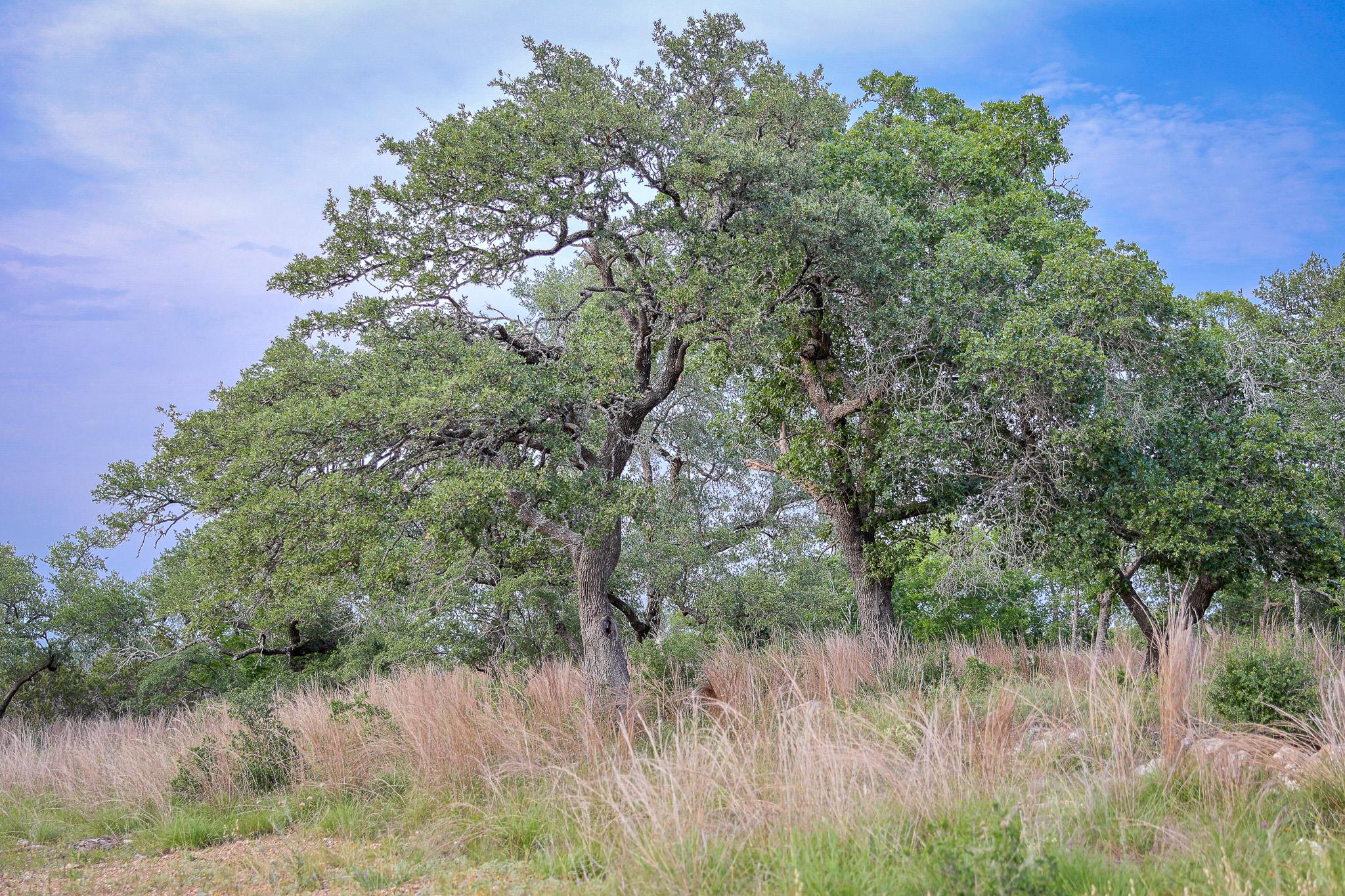 205 Mount Gainor Rd, Dripping Springs, TX 78620