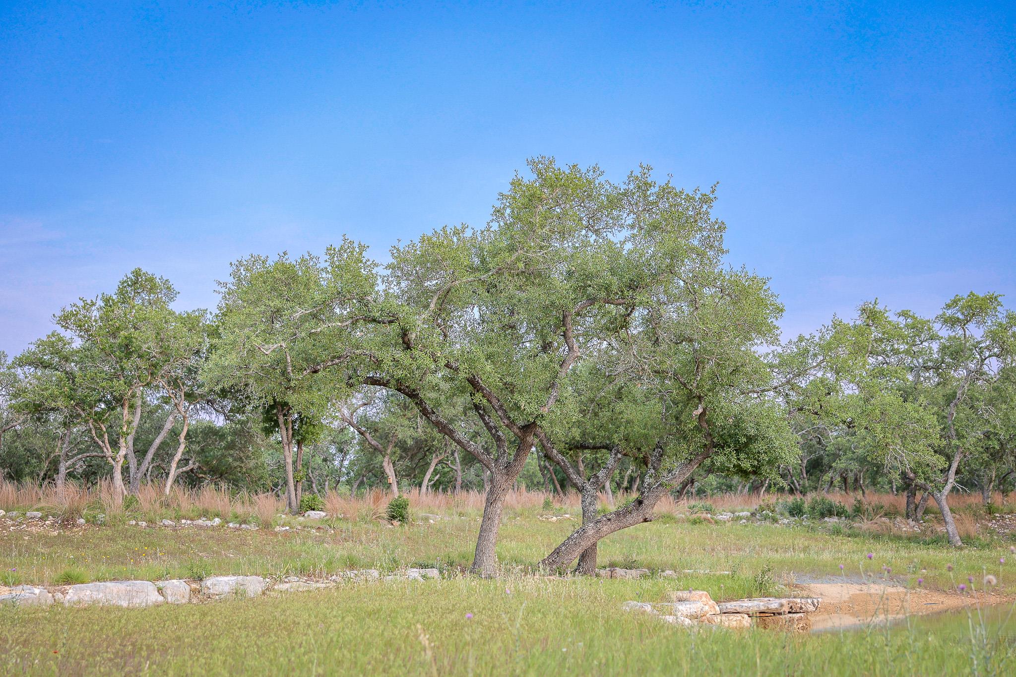 205 Mount Gainor Rd, Dripping Springs, TX 78620