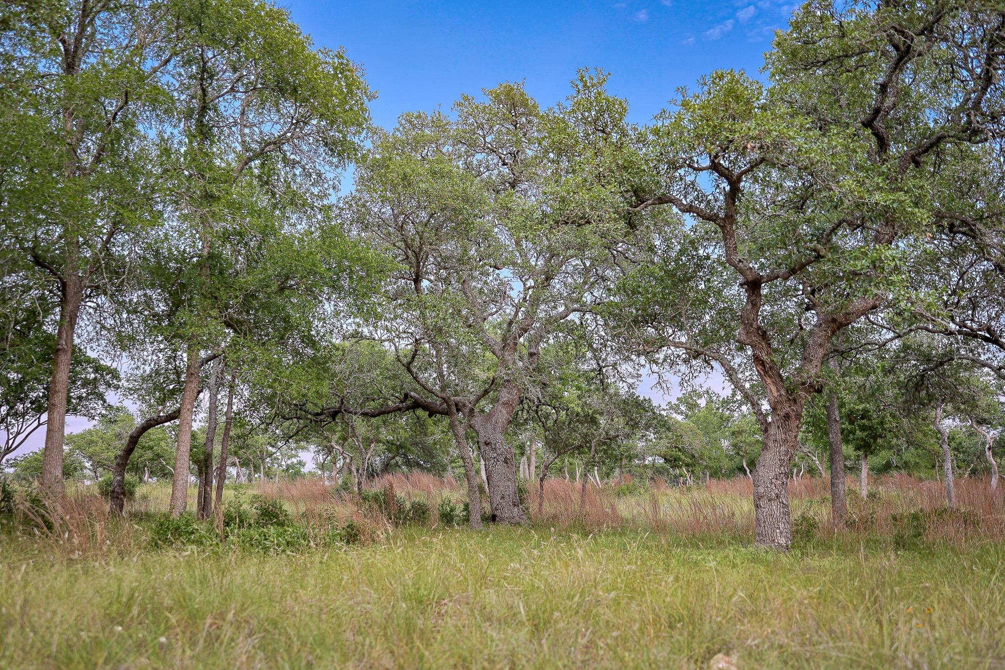 205 Mount Gainor Rd, Dripping Springs, TX 78620