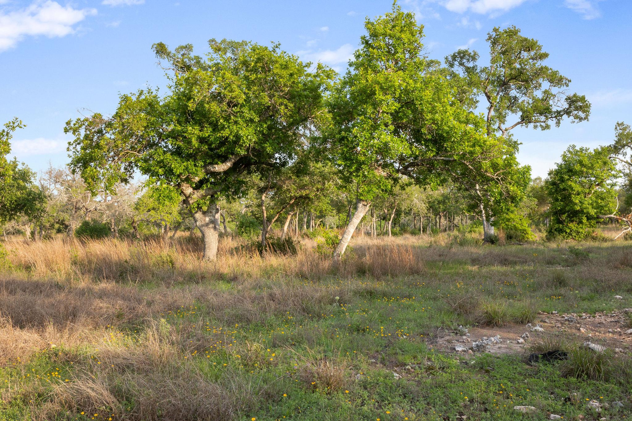 205 Mount Gainor Rd, Dripping Springs, TX 78620