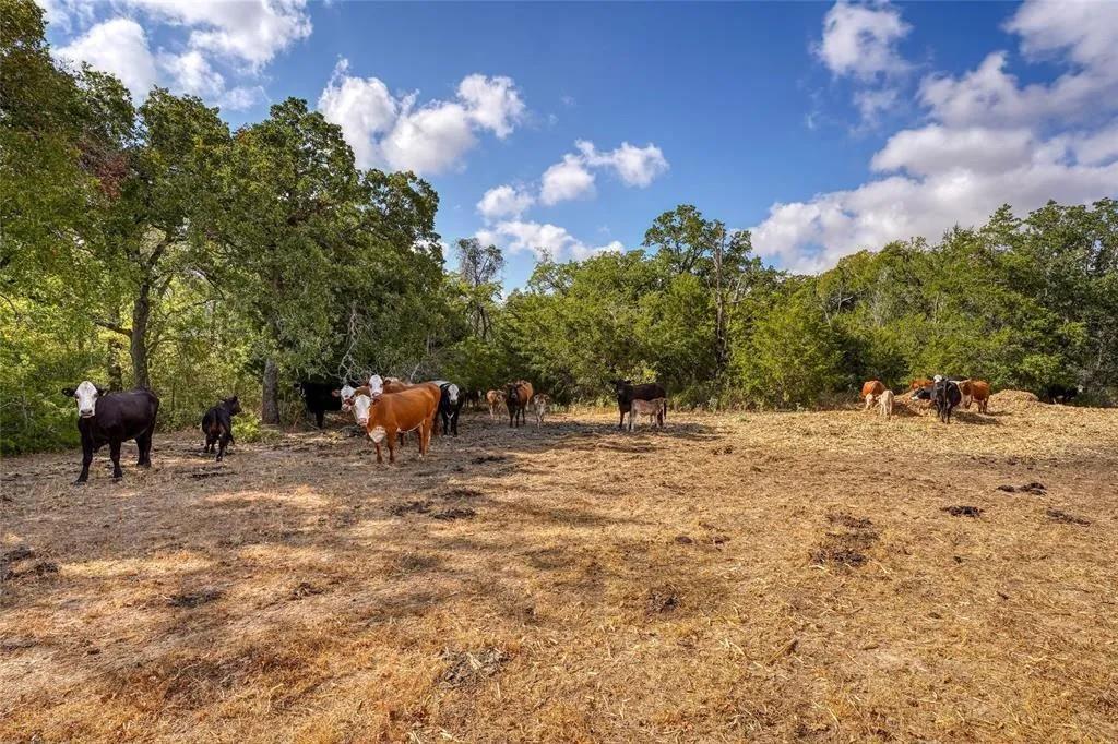 Tract 8 CR 450, Thorndale, TX 76577