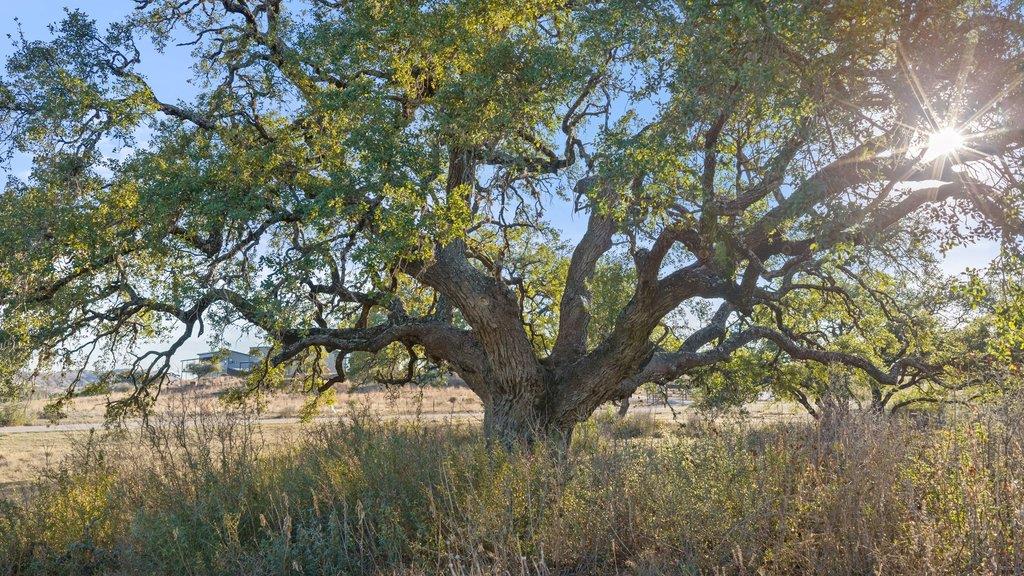 885 Stanton Rd, Johnson City, TX 78636