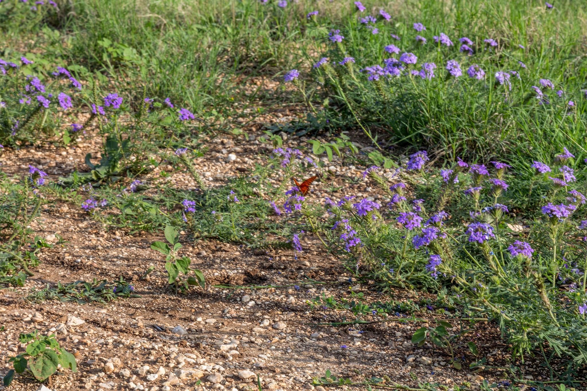 103 Mount Gainor Rd, Dripping Springs, TX 78620