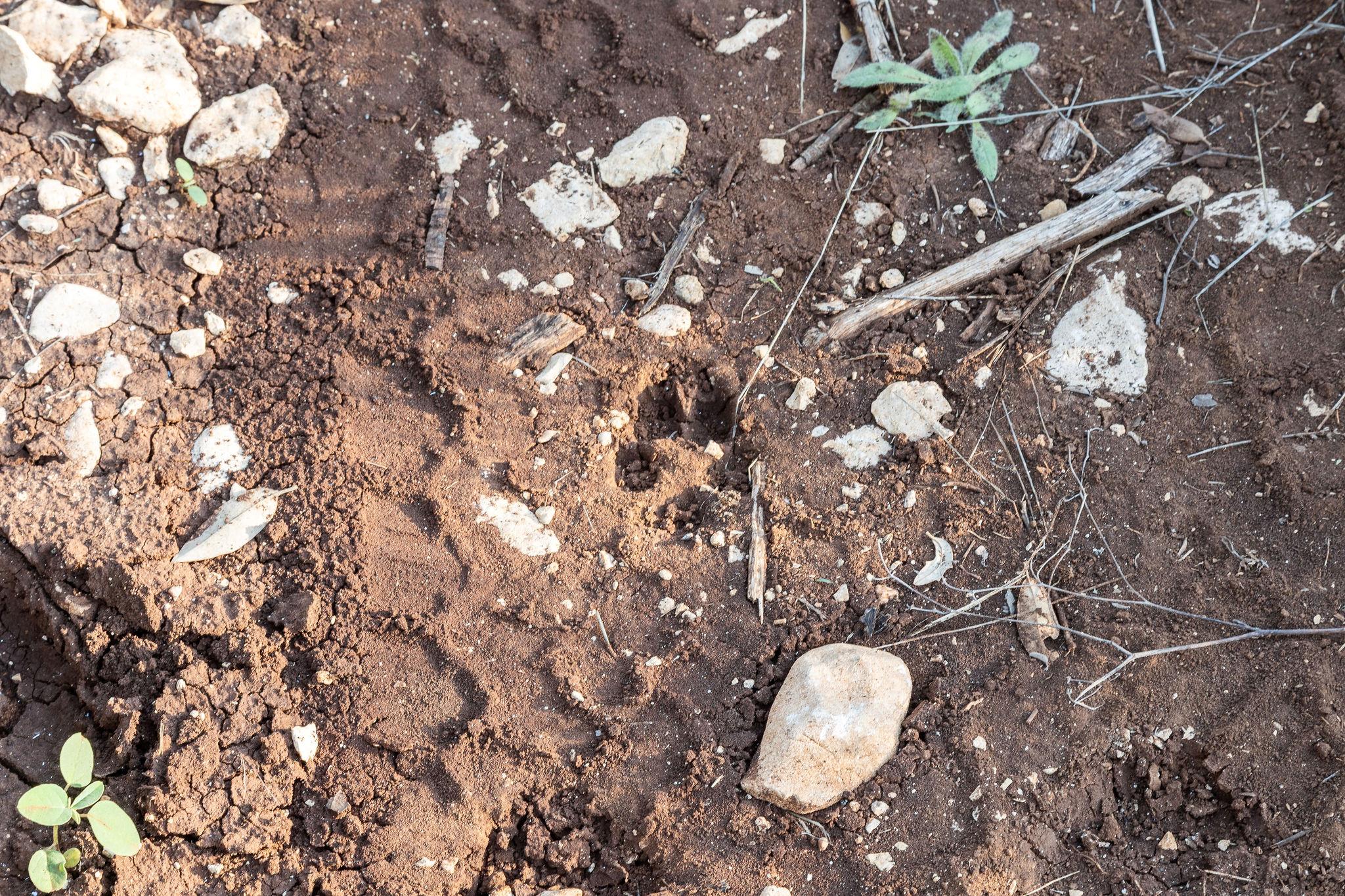 103 Mount Gainor Rd, Dripping Springs, TX 78620