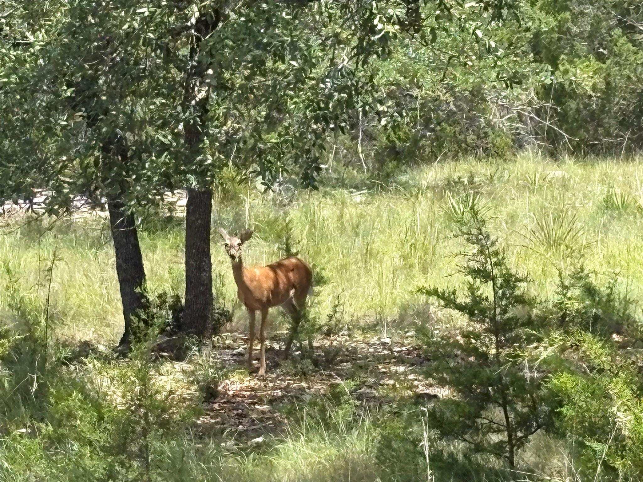 21501 Paine Ave, Lago Vista, TX 78645