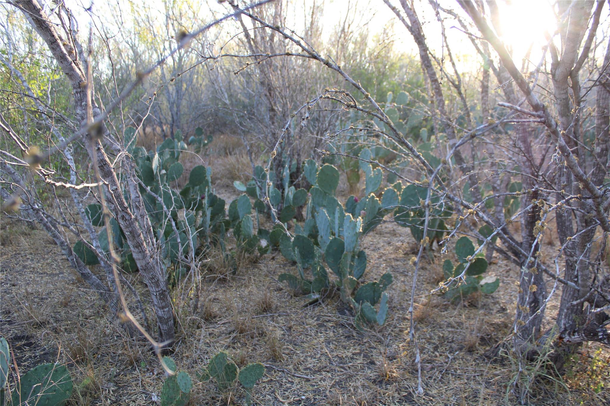 0000 CR 339, Jourdanton, TX 78026