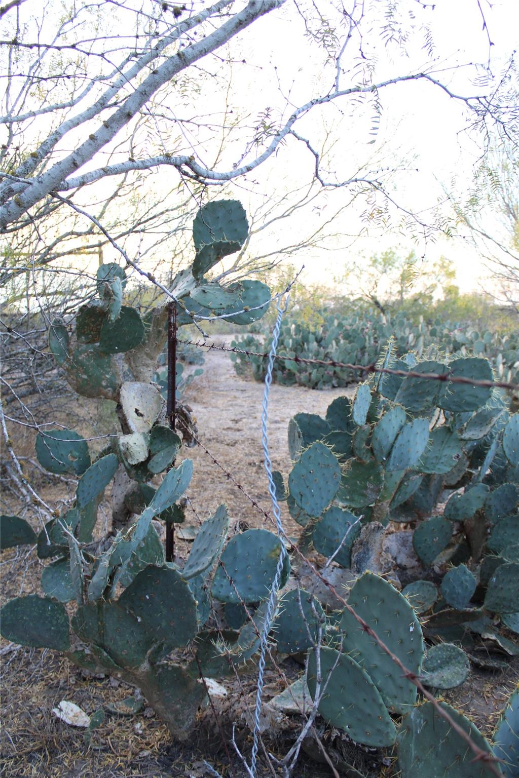 0000 CR 339, Jourdanton, TX 78026