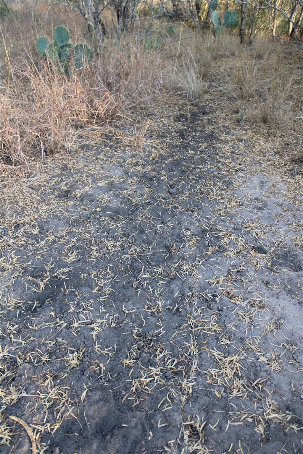 0000 CR 339, Jourdanton, TX 78026