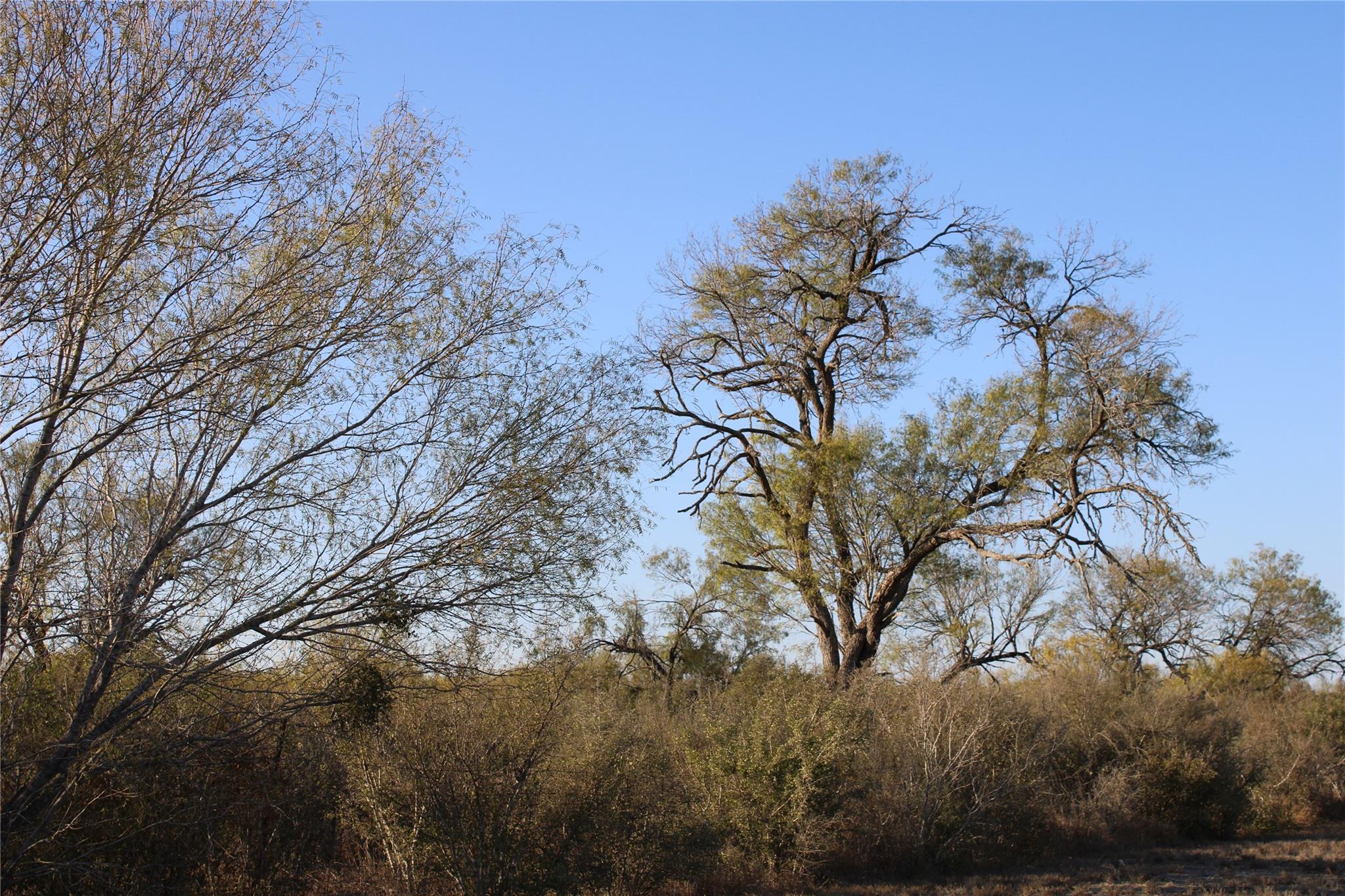 0000 CR 339, Jourdanton, TX 78026