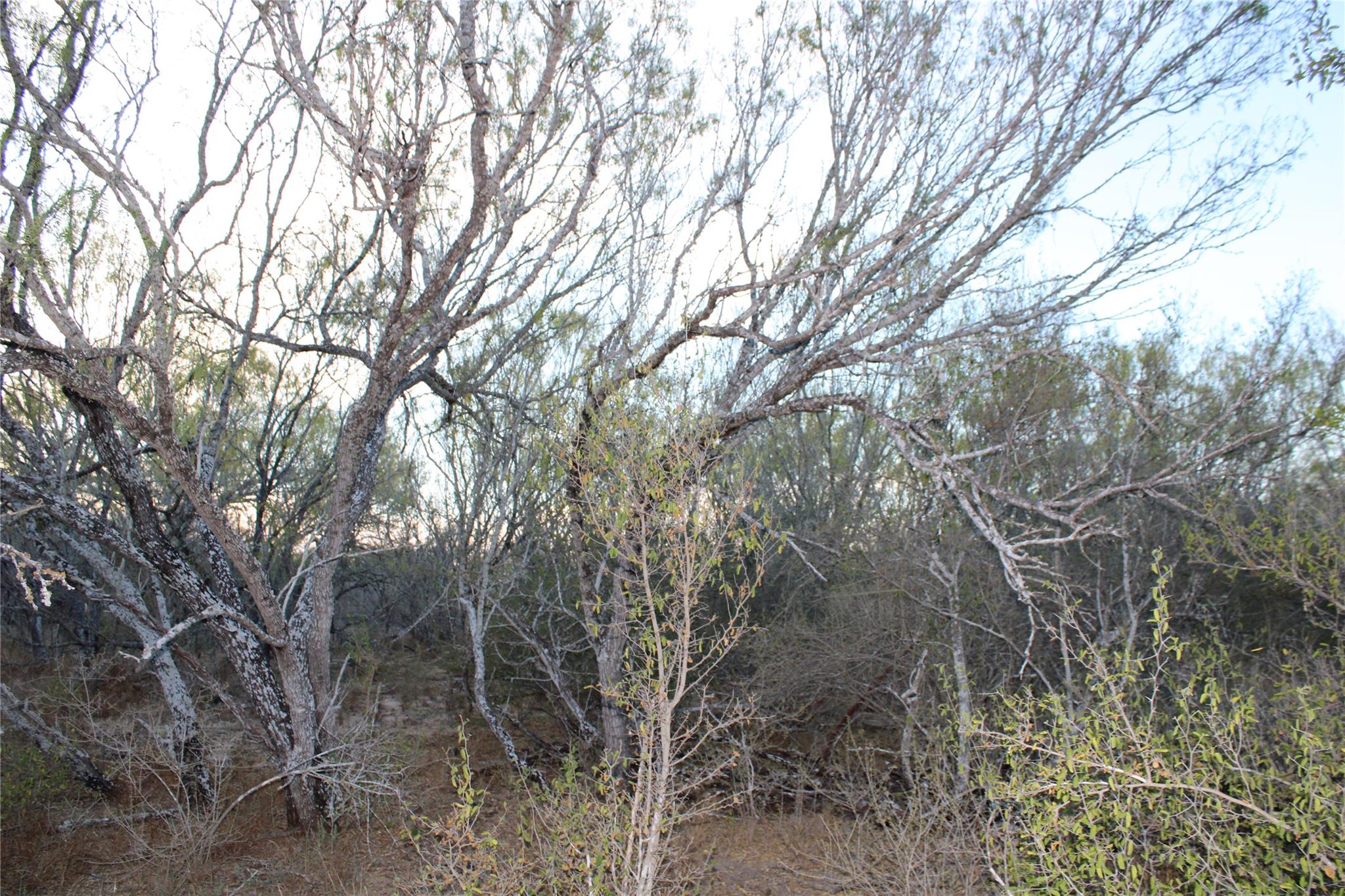 0000 CR 339, Jourdanton, TX 78026