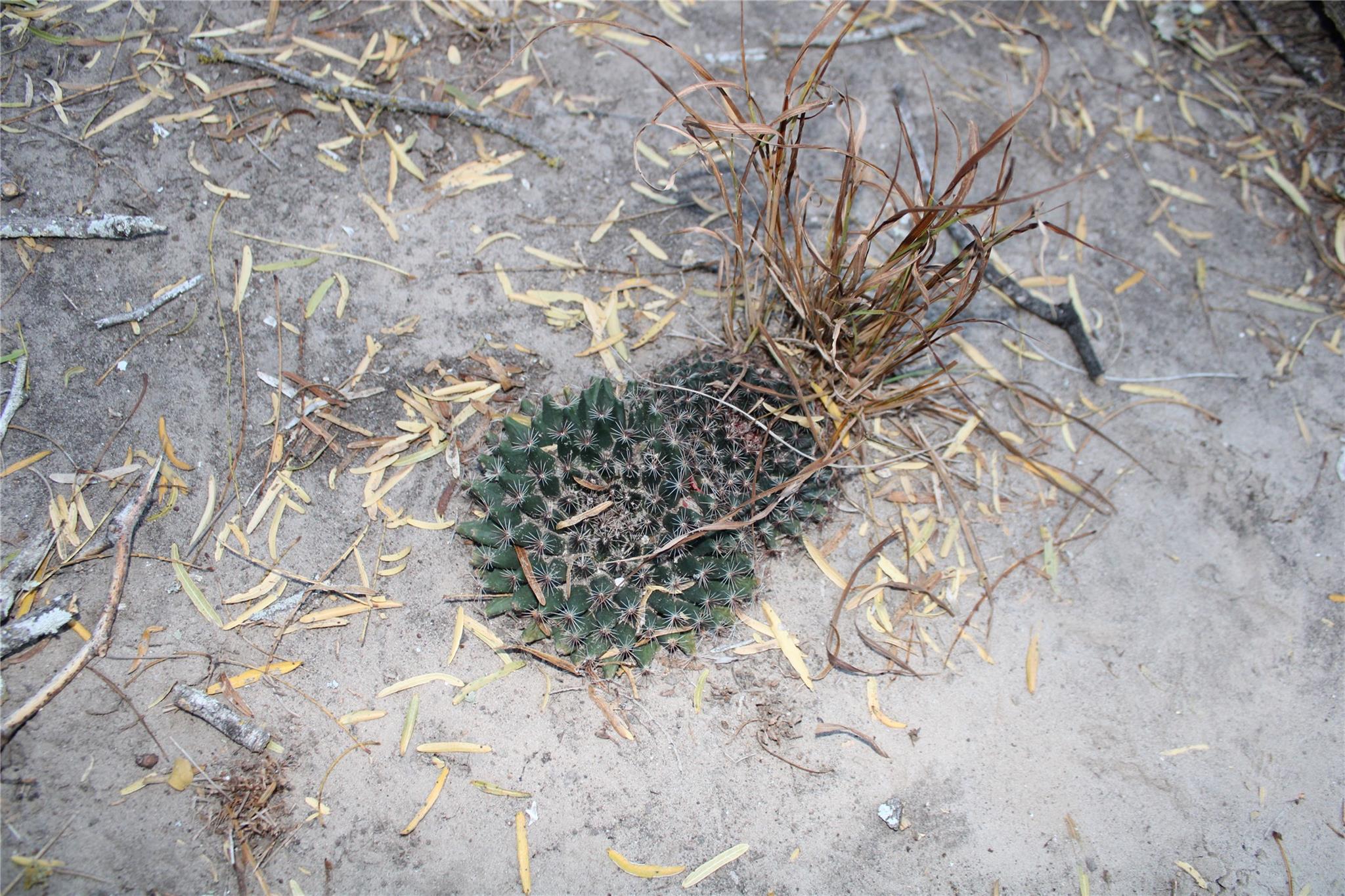 0000 CR 339, Jourdanton, TX 78026