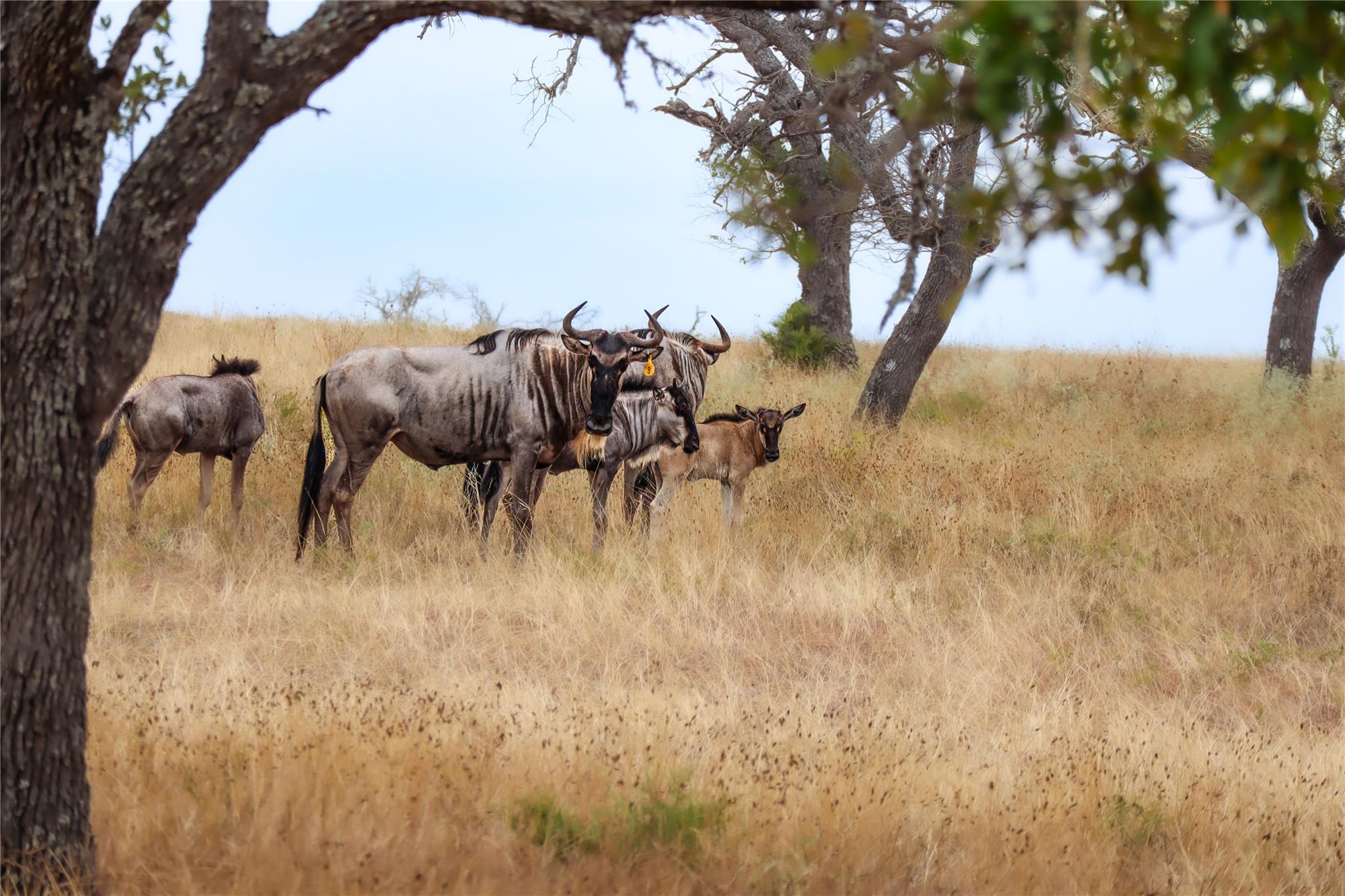 16acre Goose Landing Way # Lot 21-22, Harper, TX 78631