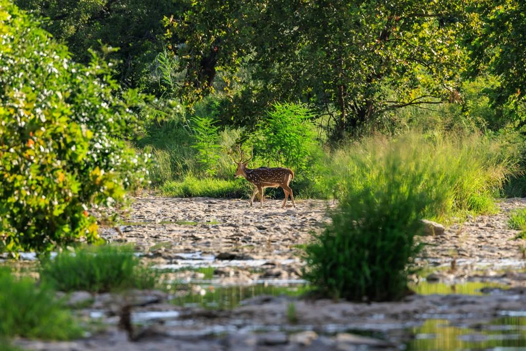 10030 E Us Highway 290 Highway, Fredericksburg, TX 78624