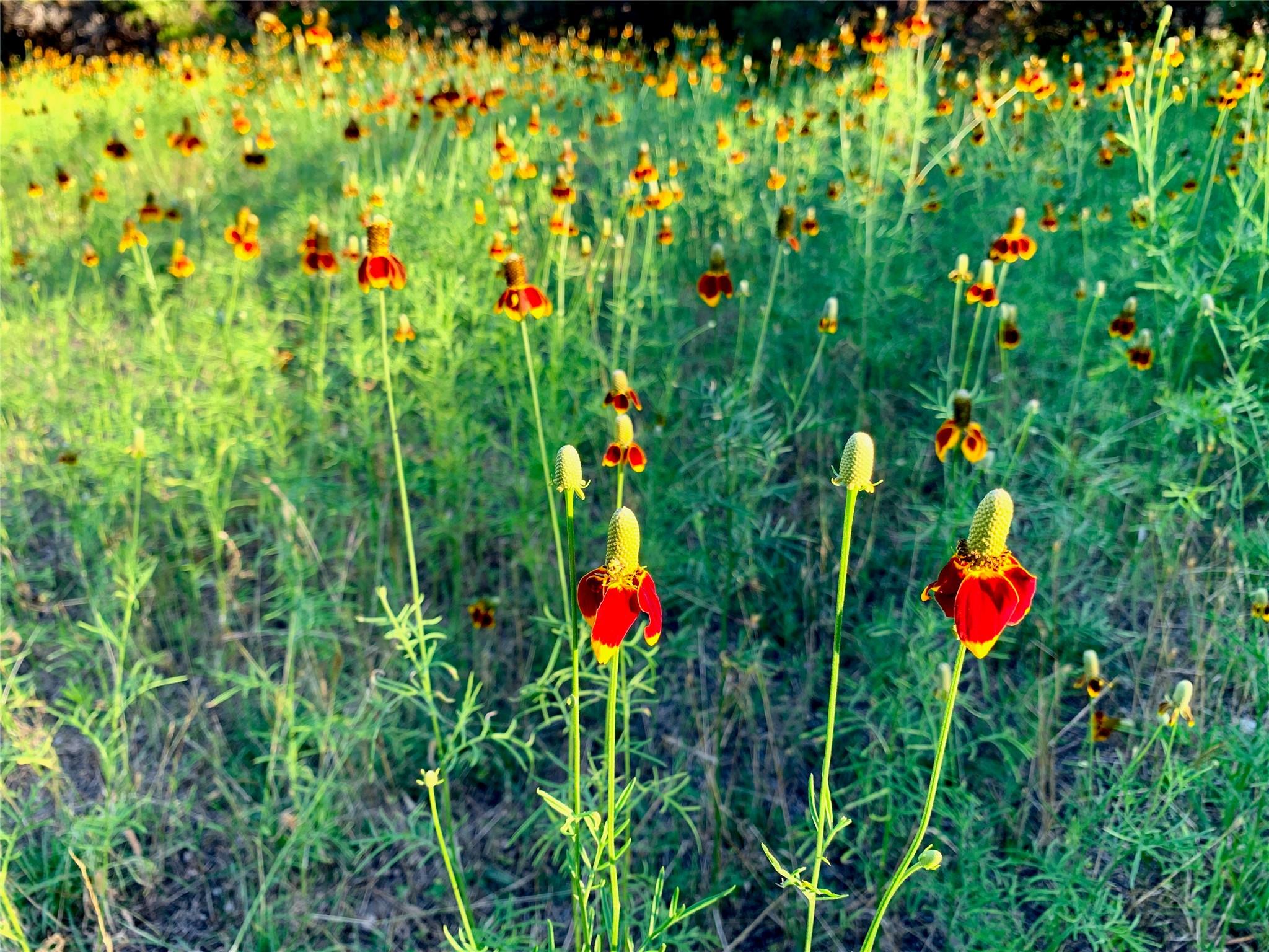 1041 Hidden Hills Hls, Dripping Springs, TX 78620