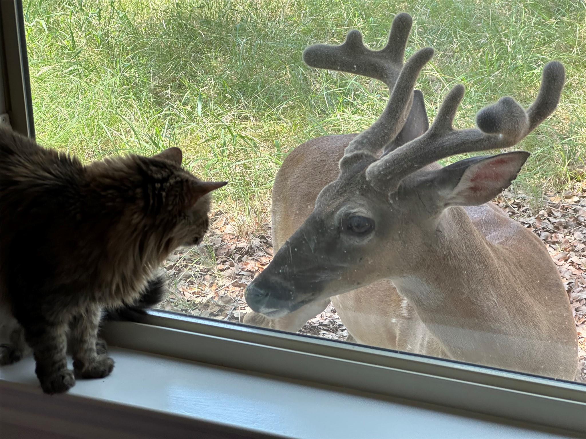 1041 Hidden Hills Hls, Dripping Springs, TX 78620