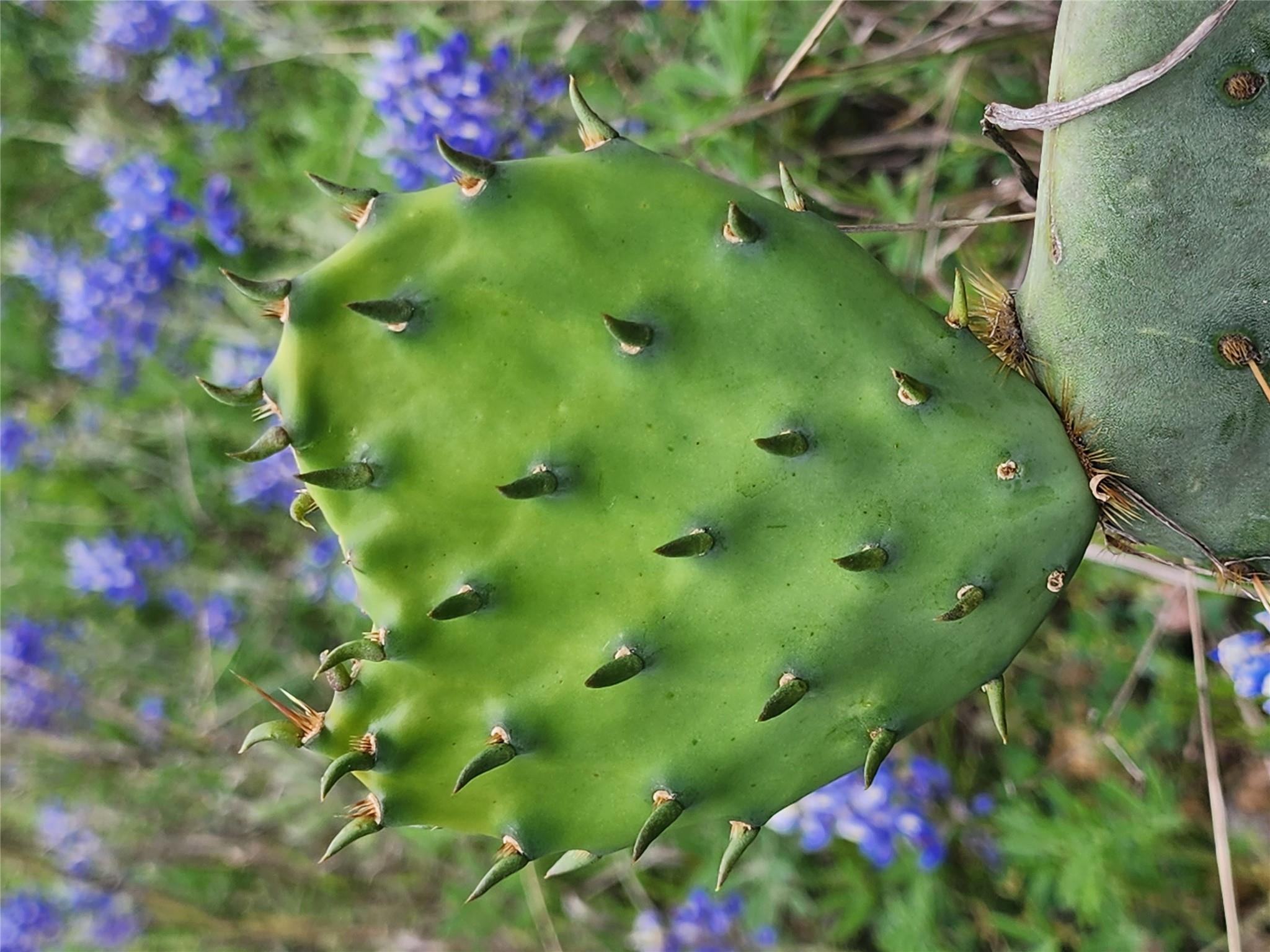 2922 Travis Lakeside Dr, Spicewood, TX 78669