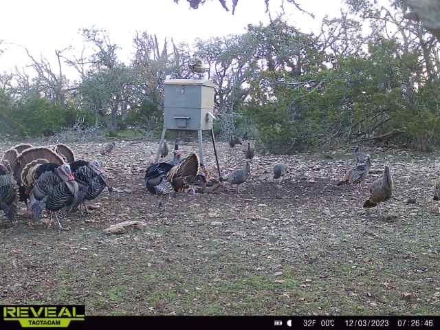 65 Miles Lane, Harper, TX 78631