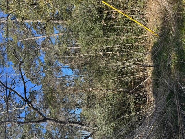 Montgomery, TX 77356