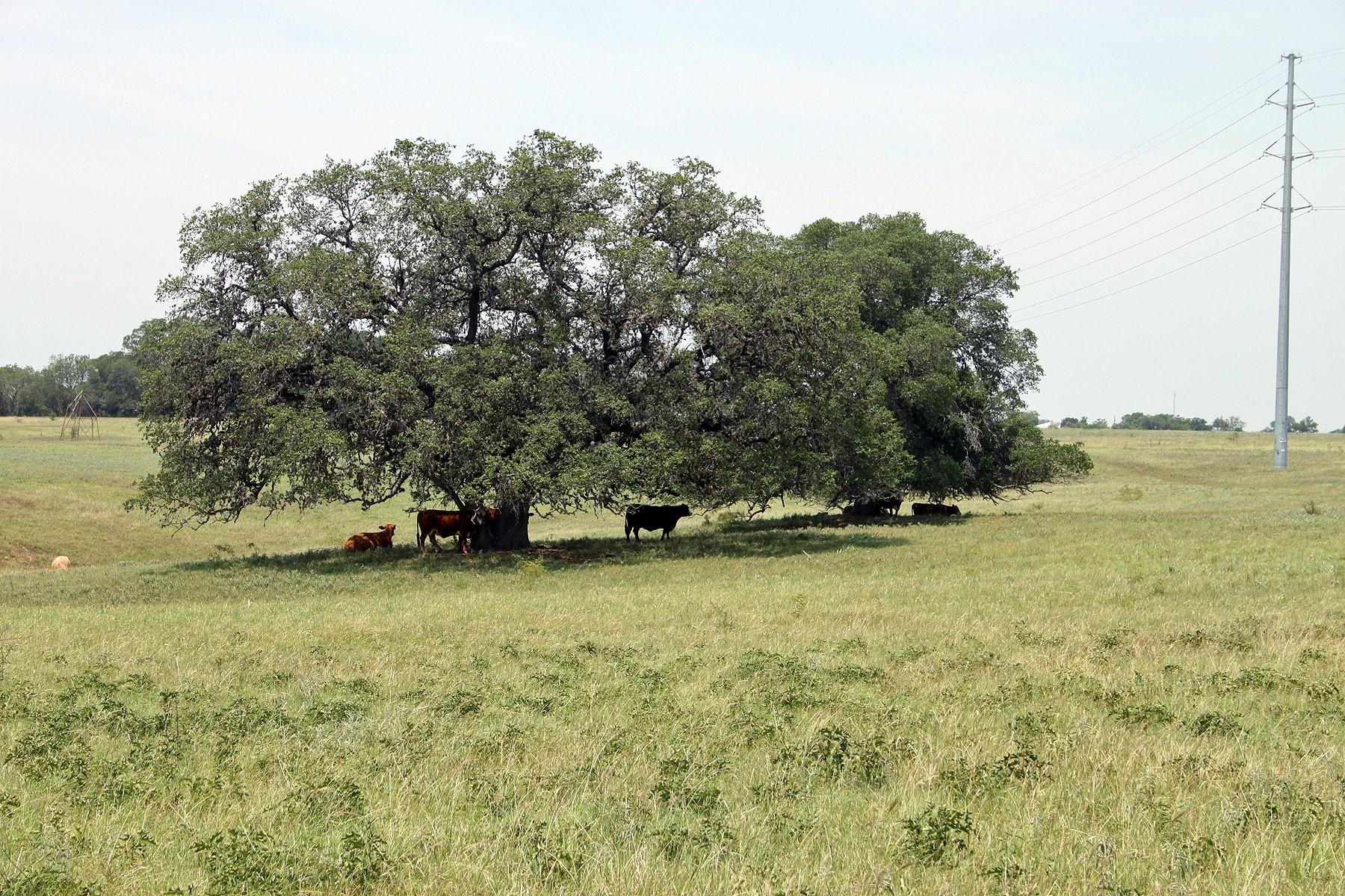 319 R C Ln, Lockhart, TX 78644