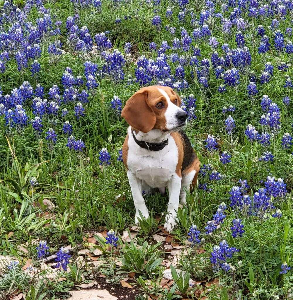 15901 Buddy Ave, Volente, TX 78641