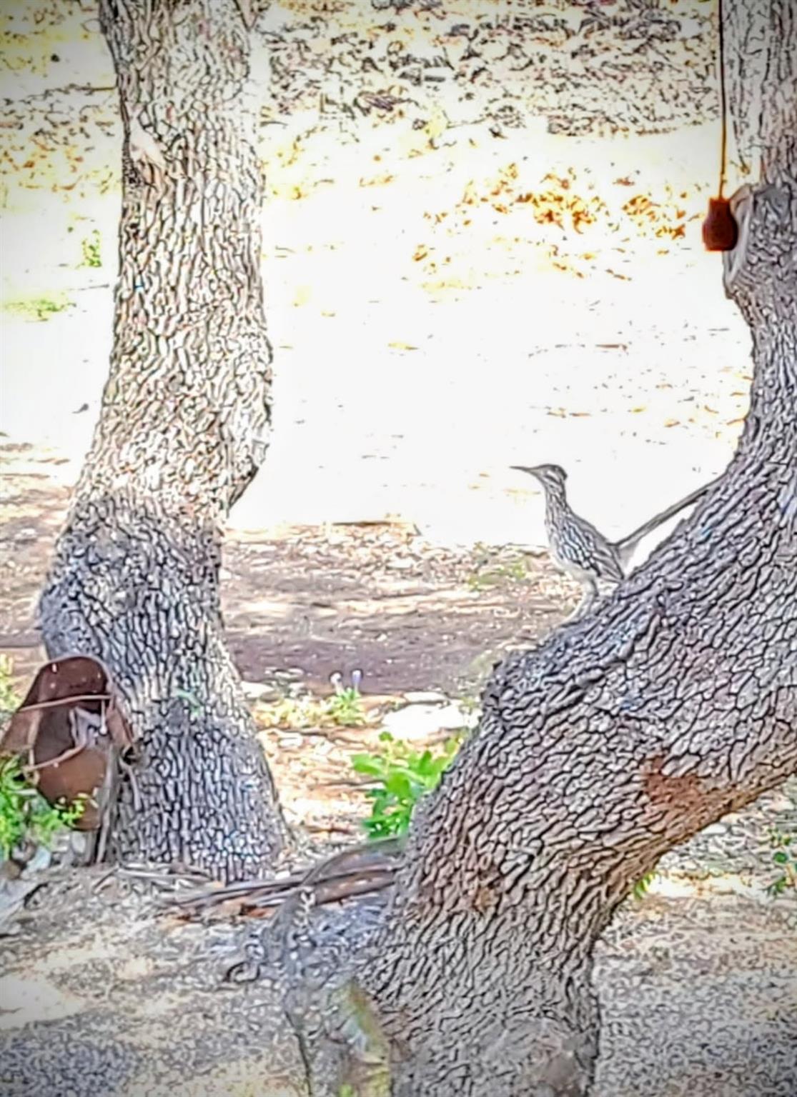 15901 Buddy Ave, Volente, TX 78641