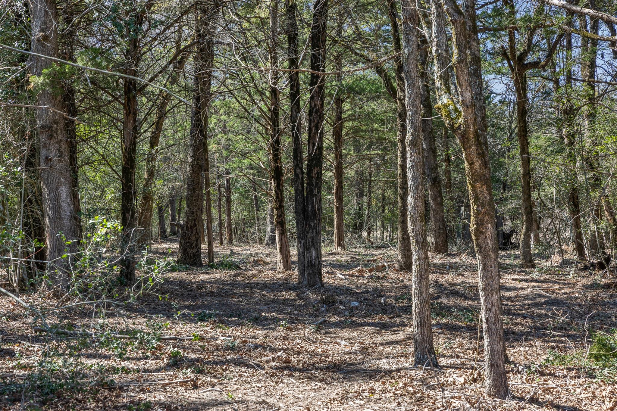 Lot 2 (4.81 Acres) Pauline Ln, Caldwell, TX 77836