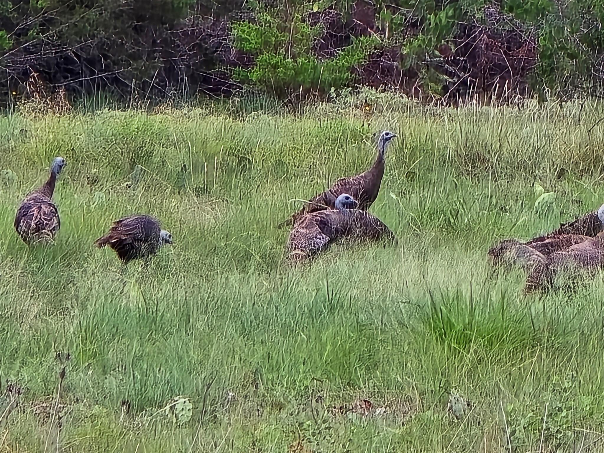 725 CR 206, Burnet, TX 78611