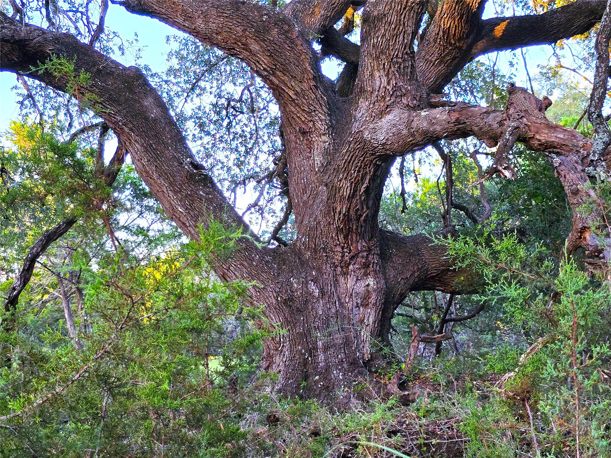 725 CR 206, Burnet, TX 78611