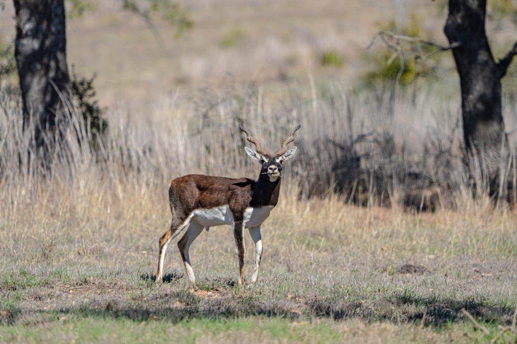 121 Calleja Verde, Wimberley, TX 78676