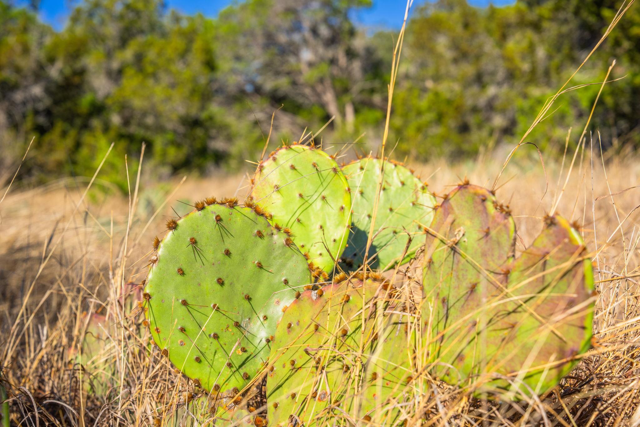 4772 County Road 340, Burnet, TX 76905