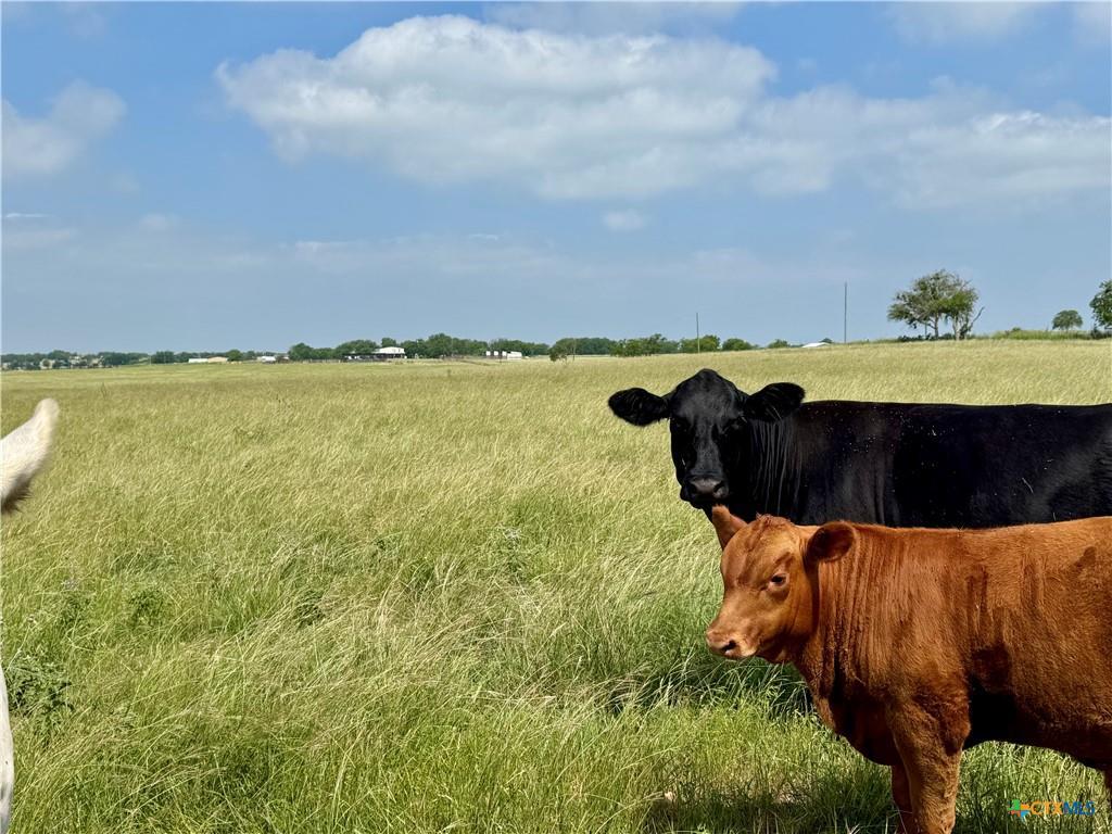 12 Acres Smith Dairy Rd, Belton, TX 76513