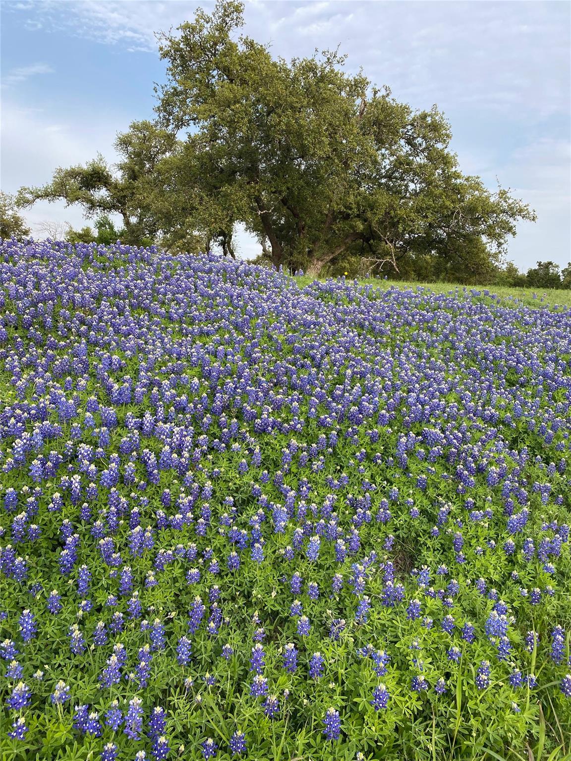 1041 Naranjo Dr, Georgetown, TX 78628