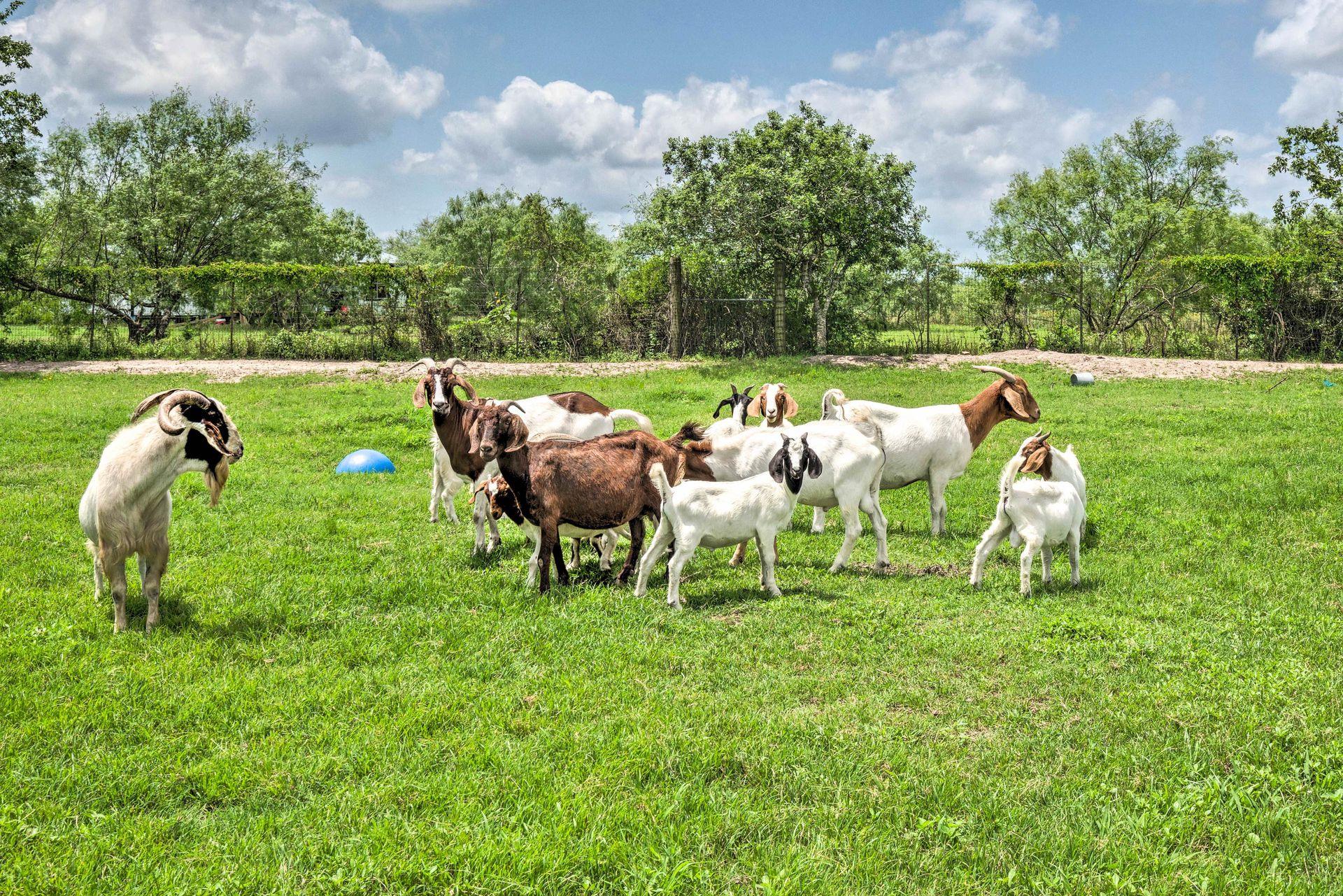 15805 Richards Dr, Del Valle, TX 78617