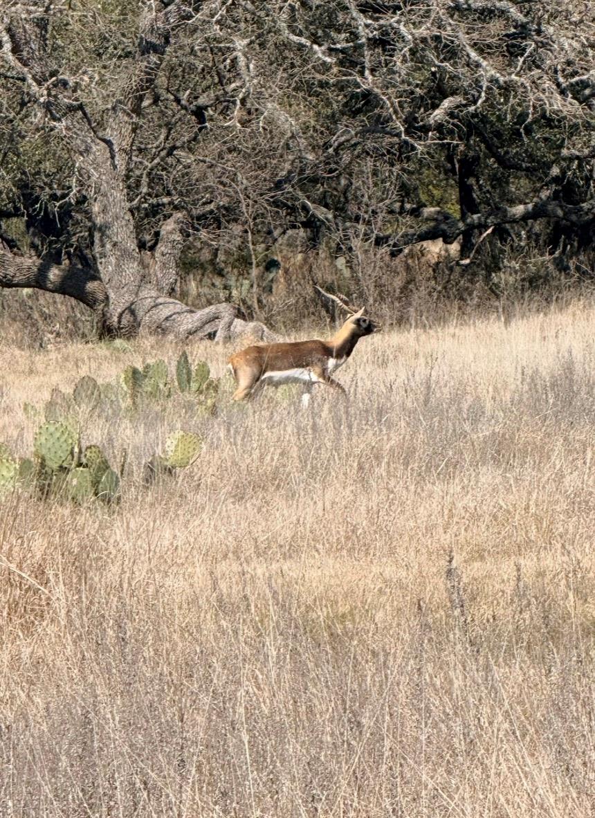 100 S Waterbuck Way, Lampasas, TX 76550