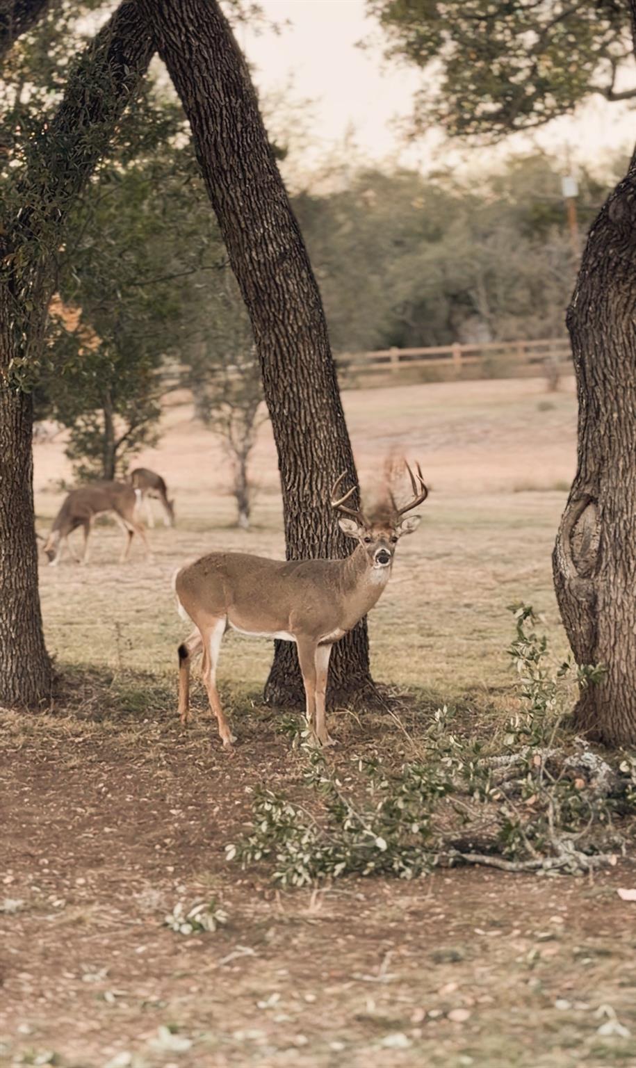 3 Coach House Rd, Austin, TX 78737