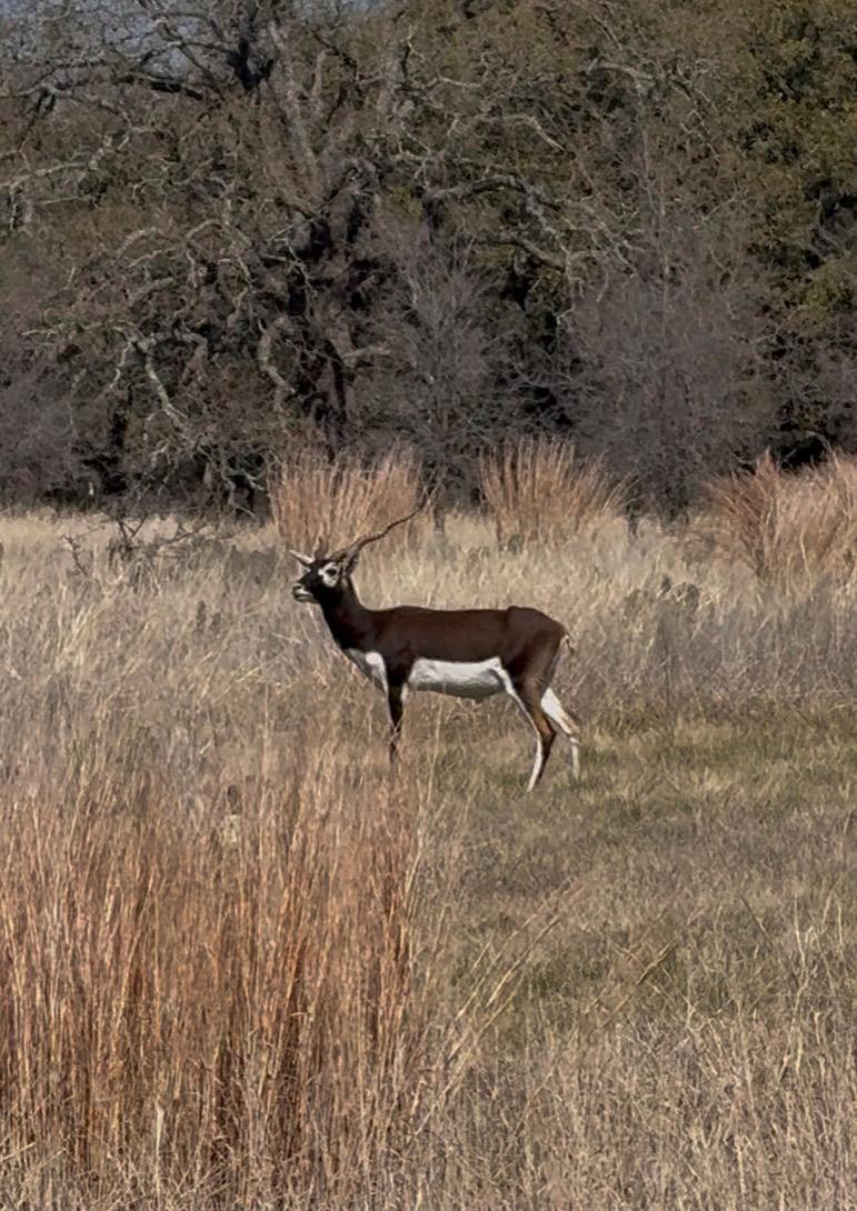 TBD Blackbuck Ridge Dr, Lampasas, TX 76550