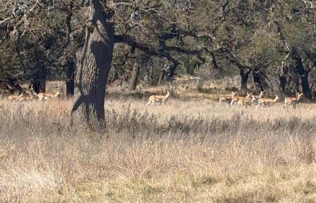 TBD Blackbuck Ridge Dr, Lampasas, TX 76550