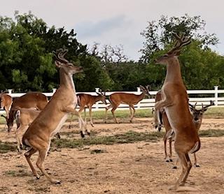 137 Hill Dr Dr, Granite Shoals, TX 78654