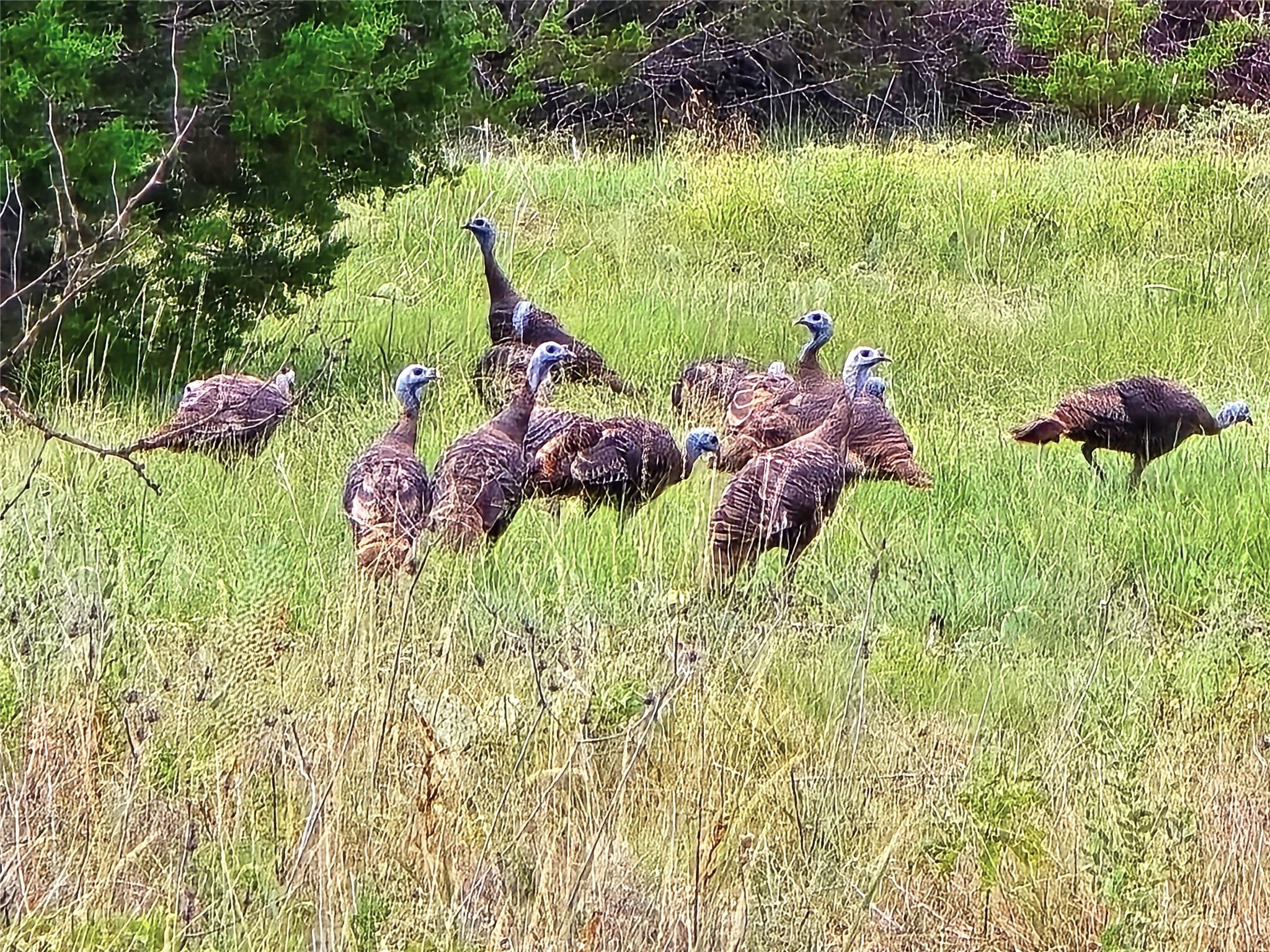 740 CR 206, Lampasas, TX 76550