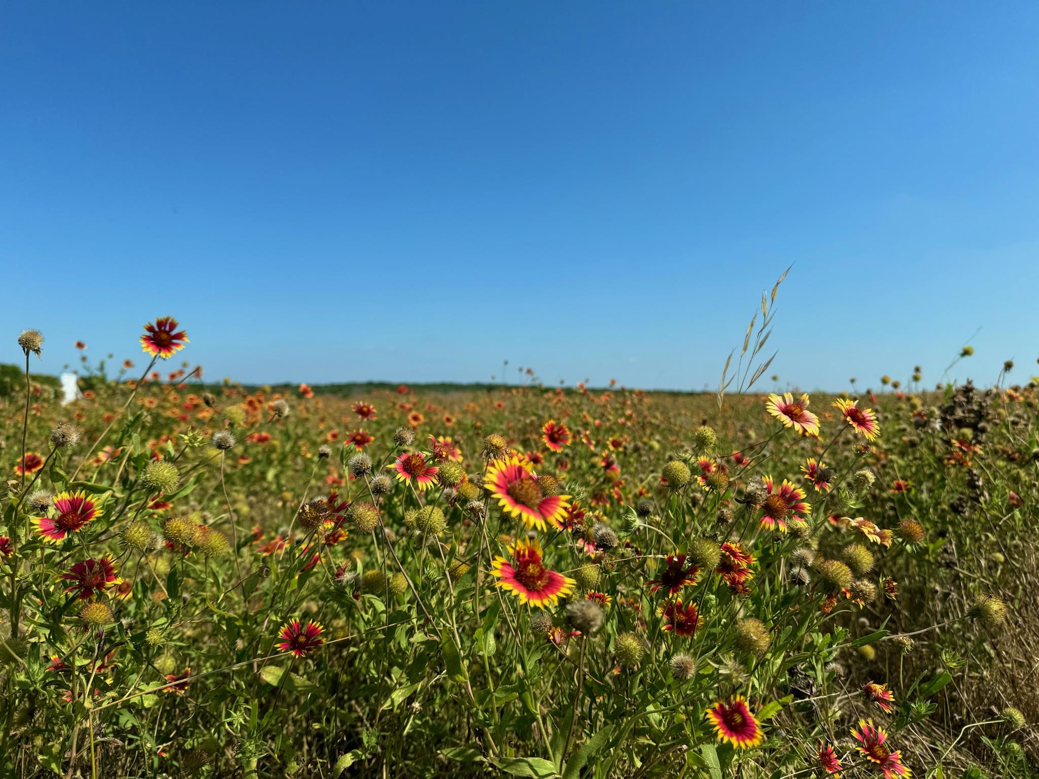 TBD lot 14 273 Rd, Rosebud, TX 76570